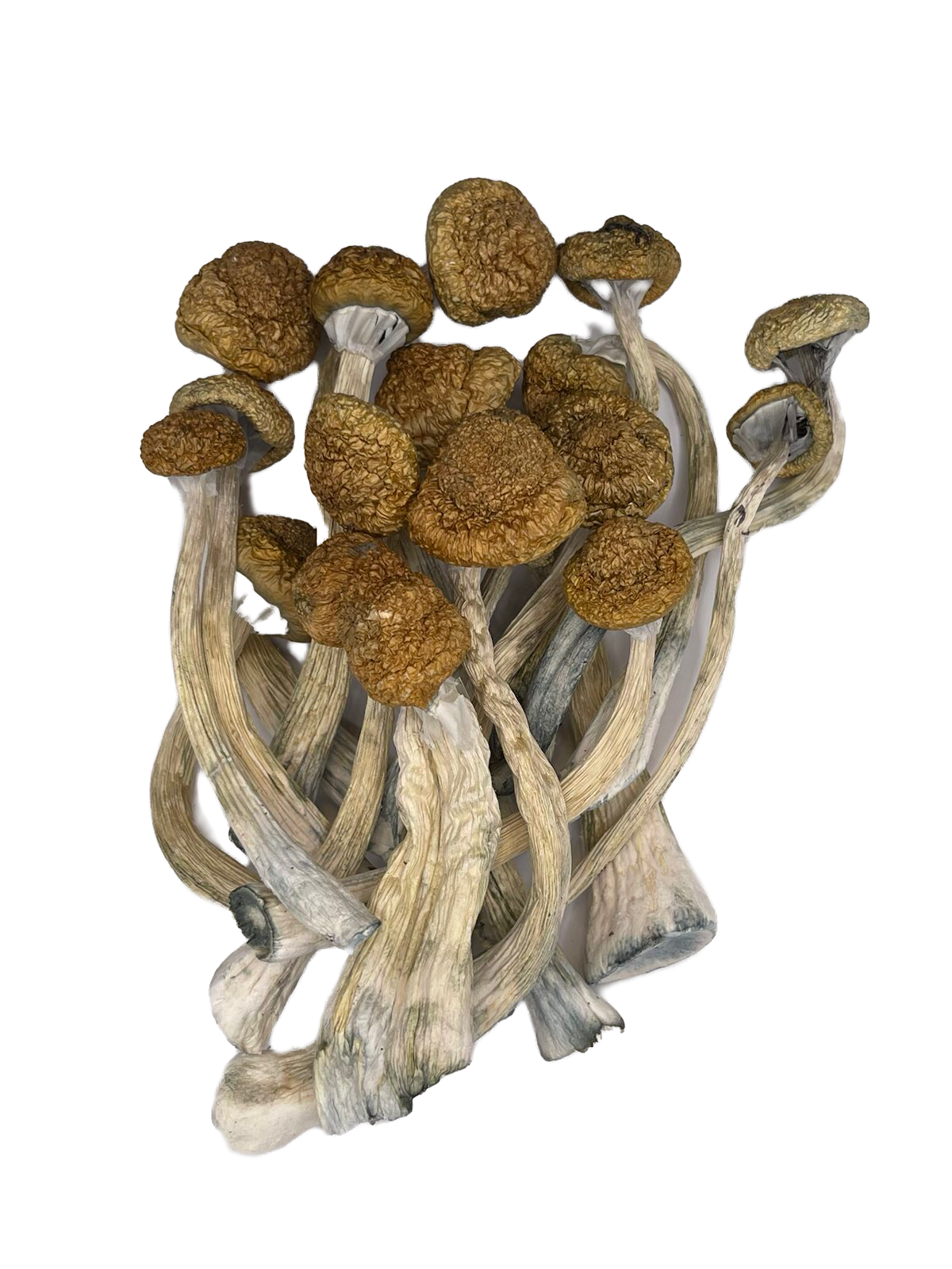 Dried Malabar Bunch of Mushrooms Love Magic Mushrooms