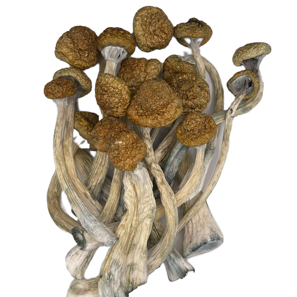 Dried Mushrooms